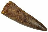 Fossil Spinosaurus Tooth - Real Dinosaur Tooth #346794-1